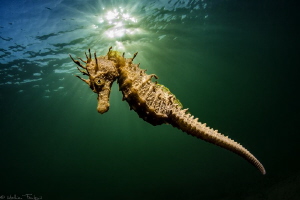 Long-snouted seahorse, Hippocampus guttulatus (Thau lagoo... by Mathieu Foulquié 